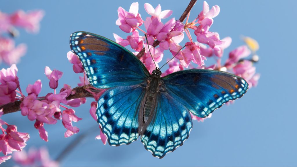 Rajasthan ka Pratham Butterfly Park